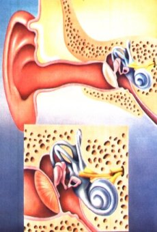 Anatomia do Ouvido(23K)